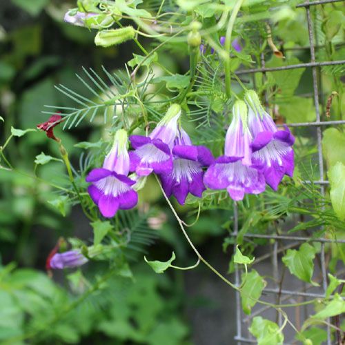 asarina scandens asarine grimpante lot de 10 graines asarina scandens asarine grimpante lot de 10 graines